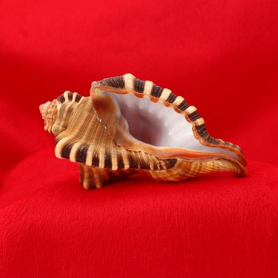 Ganesha Shankh